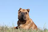 SHAR-PEI 524